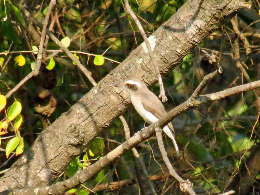 common wood shrike